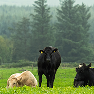 Land policies should address disease risk, study warns
