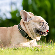 Significant fall in brachycephalic dog registrations