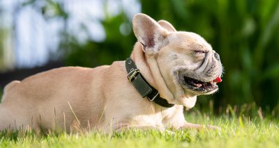 Significant fall in brachycephalic dog registrations