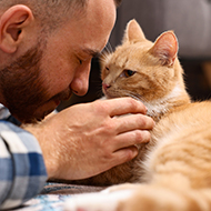 Hair-loss treatment poisoning cats, charity says