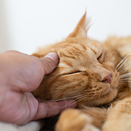 Scientists find genetic links between feline and human cancer