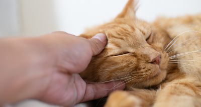 Scientists find genetic links between feline and human cancer