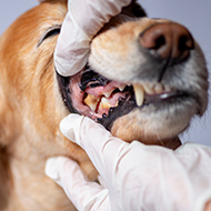 Over half of dogs affected by periodontal disease, study finds