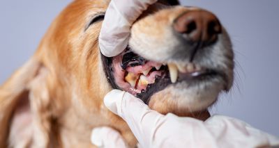 Over half of dogs affected by periodontal disease, study finds