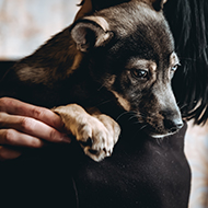 Woodgreen research explores pet welfare 'crisis'