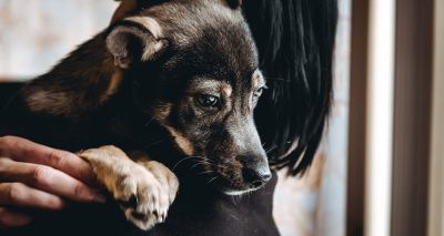 Woodgreen research explores pet welfare 'crisis'