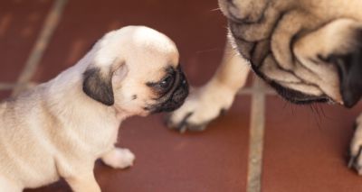 Report raises concerns about dog breeding rules