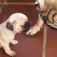 Report raises concerns about dog breeding rules