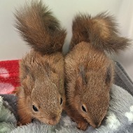 Scottish SPCA rescues squirrel kits from a ditch