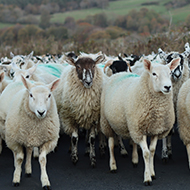 Online vet course launched on haemonchosis
