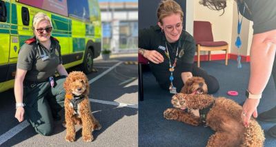 Battersea rescue starts new job with NHS Ambulance