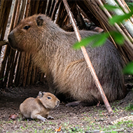 Edinburgh Zoo welcomes first capybara birth in 18 years