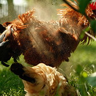 Feather insights could reduce transmission of Marek's disease 