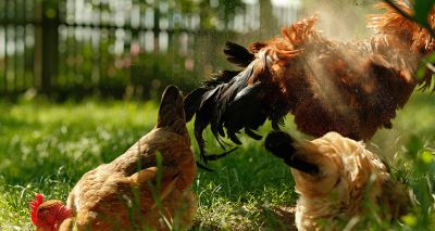 Feather insights could reduce transmission of Marek's disease 