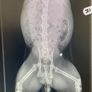 Airgun warning issued after cat's broken leg