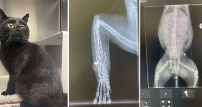 Airgun warning issued after cat's broken leg
