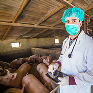 UK strengthens protections against swine fevers