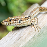 Light pollution affecting lizards' physical functions