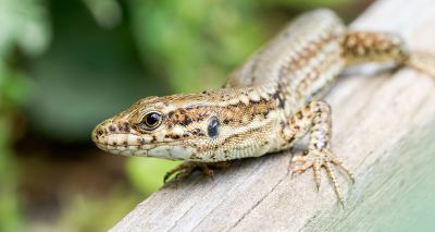 Light pollution affecting lizards' physical functions