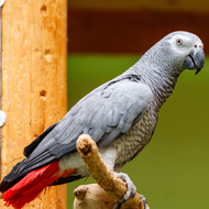 Study links wildlife trafficking 'crisis' to social media