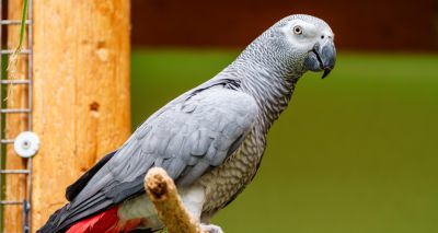 Study links wildlife trafficking 'crisis' to social media