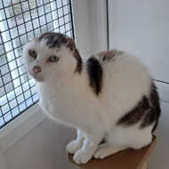 Charity's sunburn warning after feline ear amputations