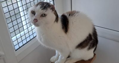 Charity's sunburn warning after feline ear amputations
