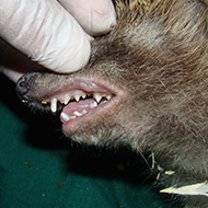Dental disease prevalent in wild hedgehogs, study suggests