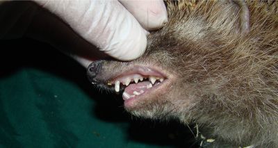 Dental disease prevalent in wild hedgehogs, study suggests