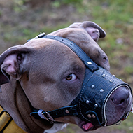 New measures to protect children from banned dogs