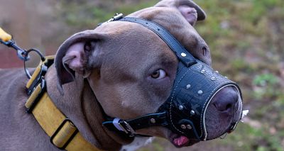 New measures to protect children from banned dogs