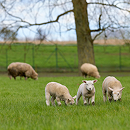 SCOPS warns of parasite 'perfect storm'