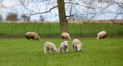 SCOPS warns of parasite 'perfect storm'