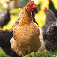 Avian Influenza Prevention Zones lifted across the UK