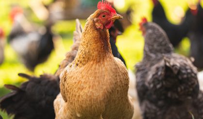 Avian Influenza Prevention Zones lifted across the UK