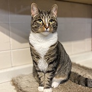 Superhero pets recognised for life-saving blood donations