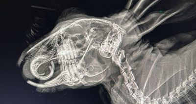 Charity issues warning over poor rabbit diets