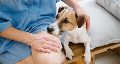 Vets urged to report pet exposure to human topical hormones