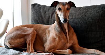 GBGB announces British-bred registration service