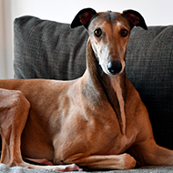 GBGB announces British-bred registration service