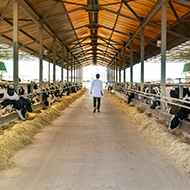Committee calls for review into vet workforce challenges