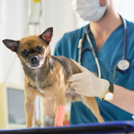 Two decades of neutering explored in benchmarking report