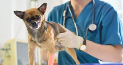 Two decades of neutering explored in benchmarking report