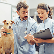 MPs call for independent regulator for vet sector