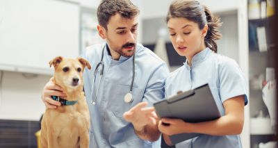 MPs call for independent regulator for vet sector