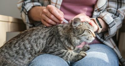 Vets call for over-the-counter flea treatment ban