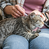 Vets call for over-the-counter flea treatment ban