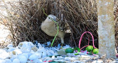 City birds collect human items to impress females, study finds 