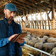 Lambing Survey renews calls for submissions