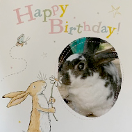 Rescue rabbit celebrates milestone 15th birthday